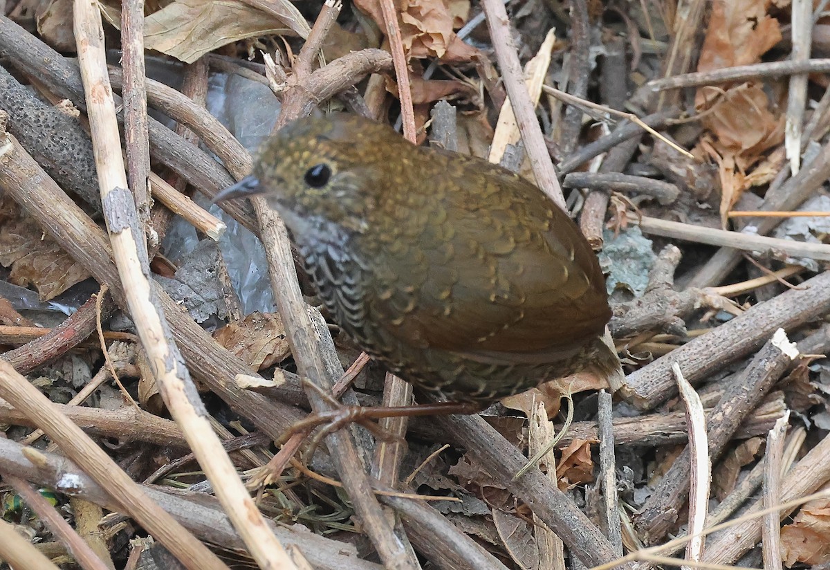 Scaly-breasted Cupwing (Himalayan) - ML635687794