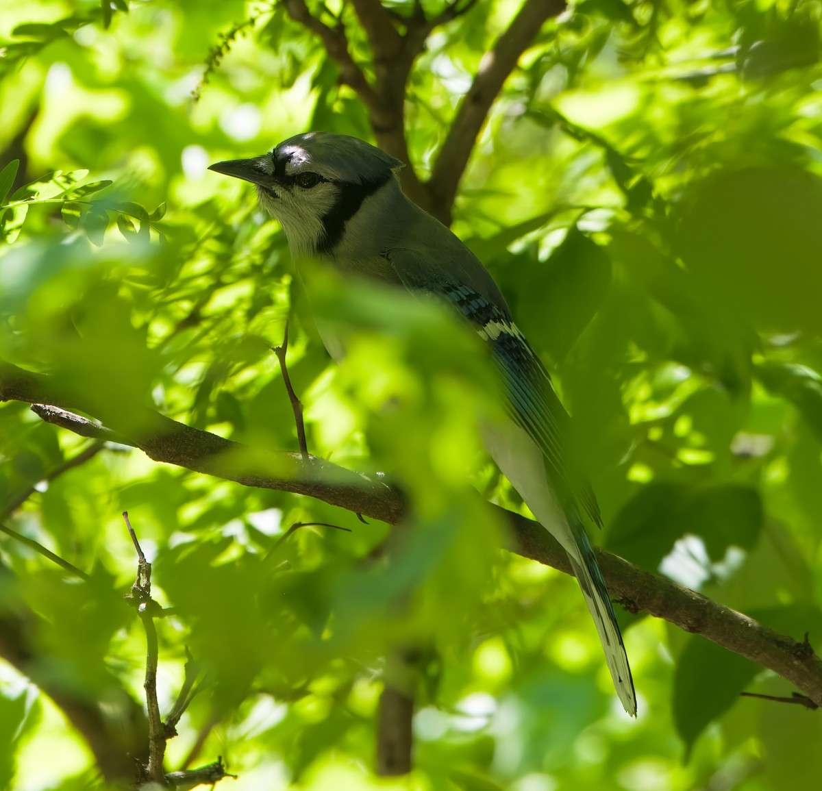 Blue Jay - ML635687796