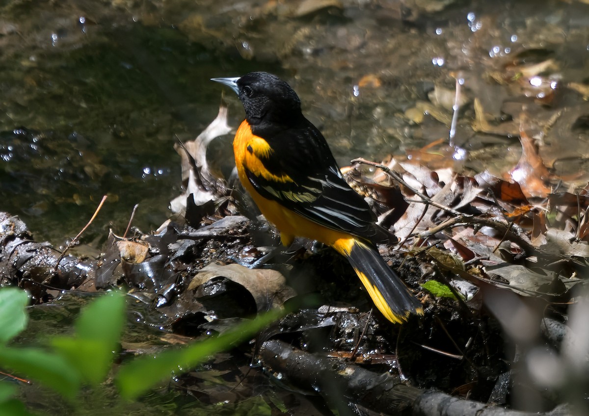 Baltimore Oriole - ML635687929