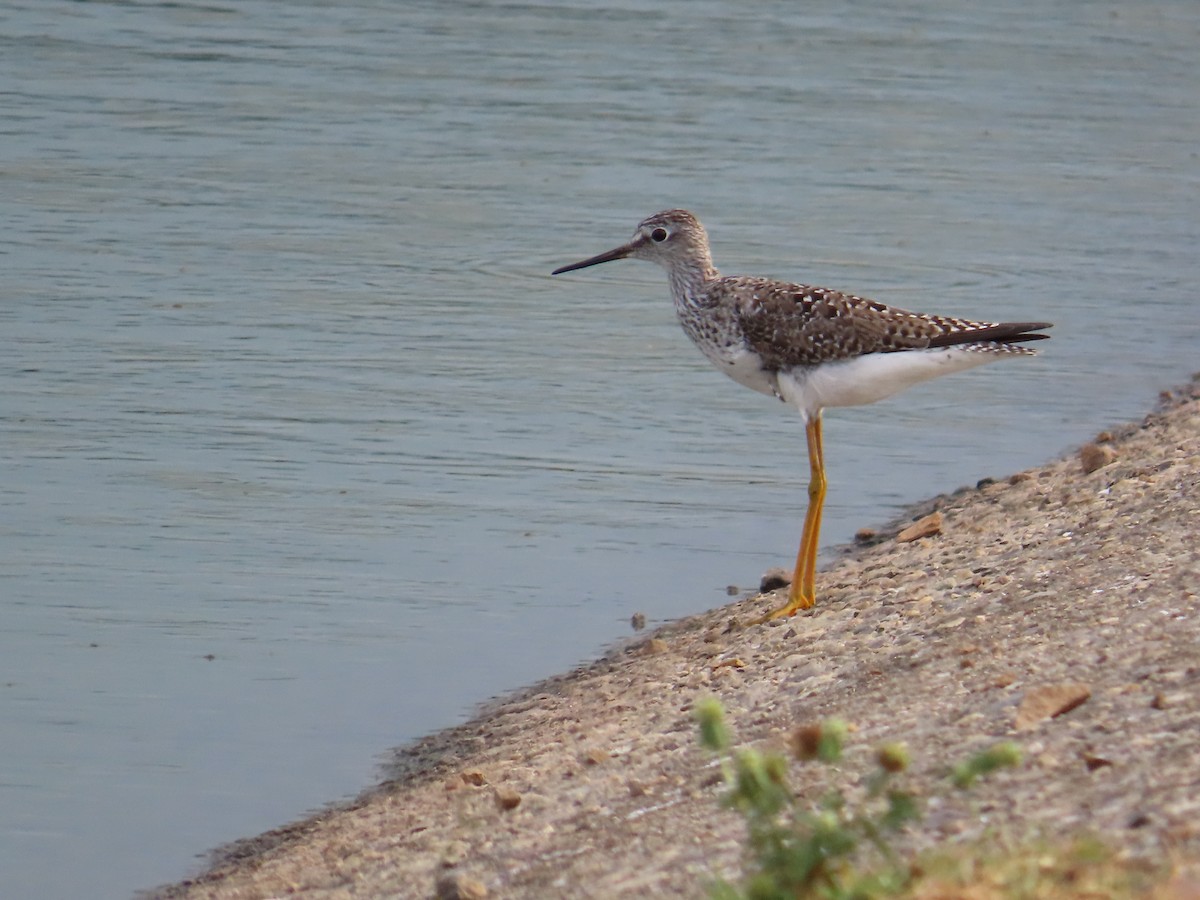 gulbeinsnipe - ML635687936