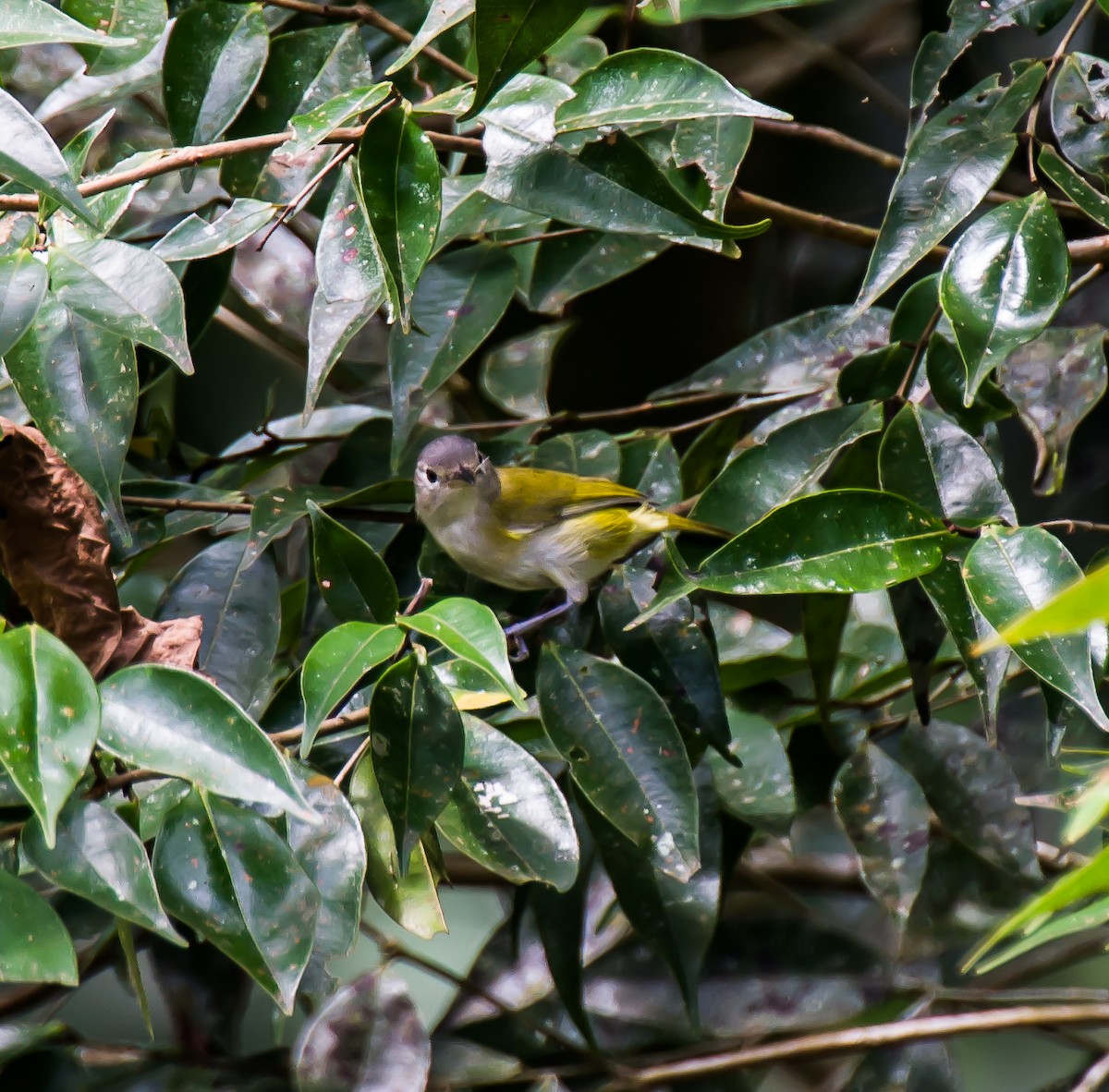 Lesser Greenlet - ML635687987