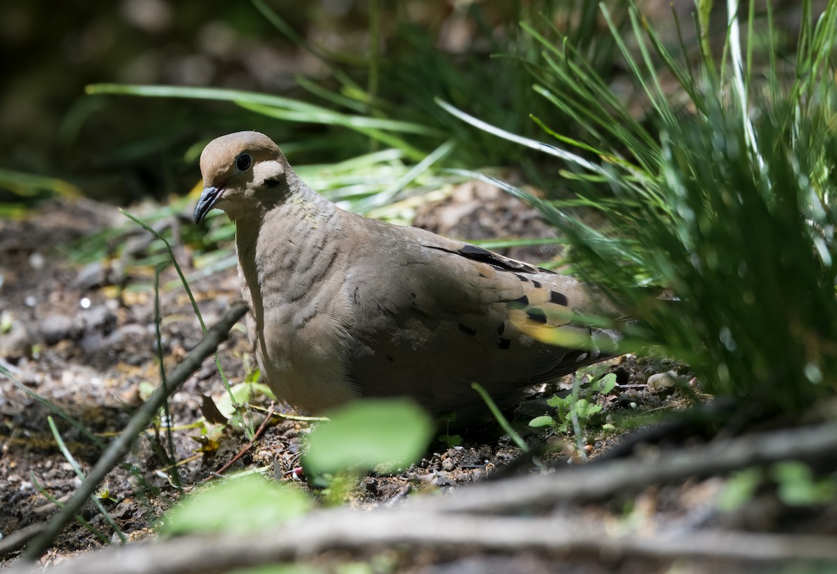 Mourning Dove - ML635688017