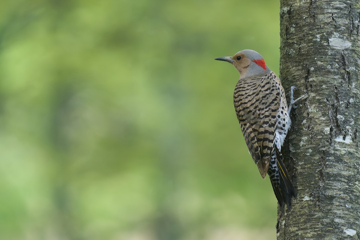 Northern Flicker - ML635688161