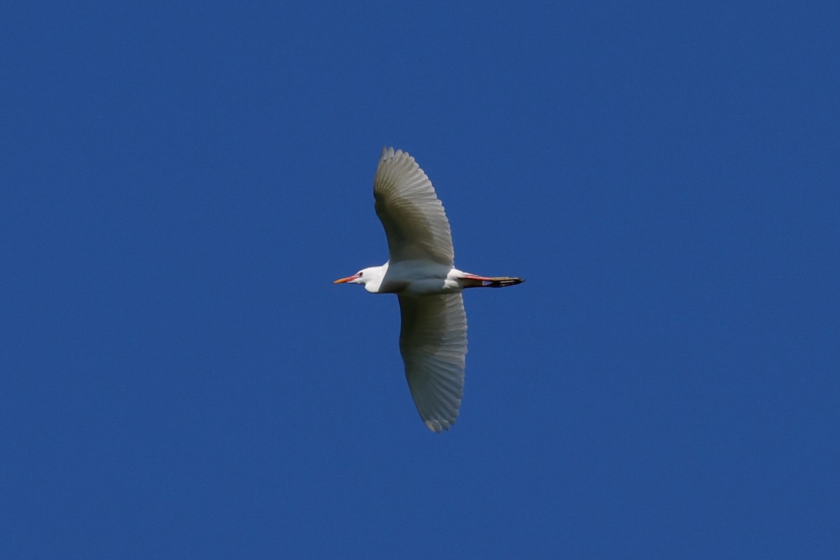 Western Cattle-Egret - ML635688201