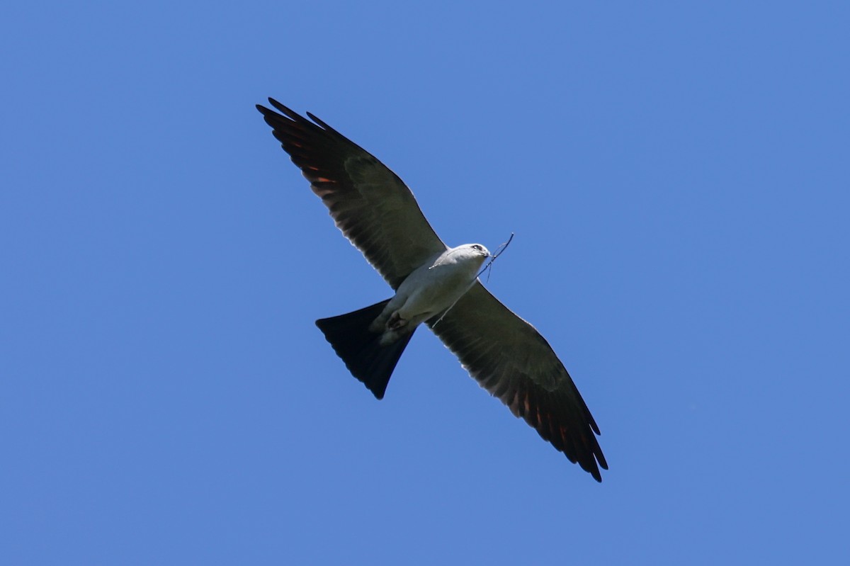 Mississippi Kite - ML635688202