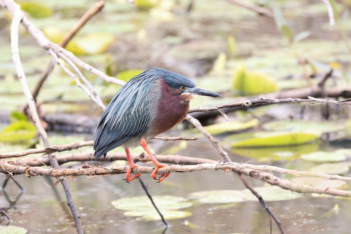 Great Blue Heron - ML635688207