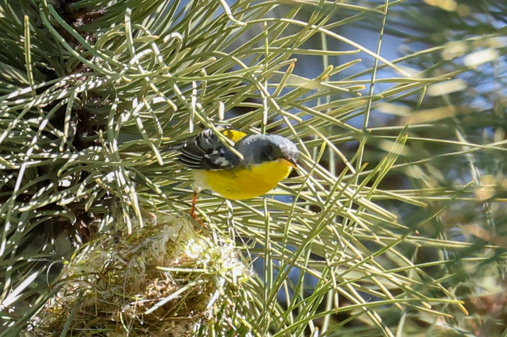 Tropical Parula - ML635688210