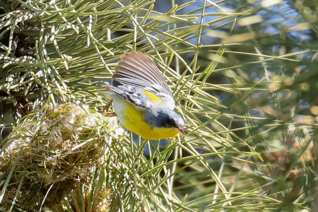 Tropical Parula - ML635688211