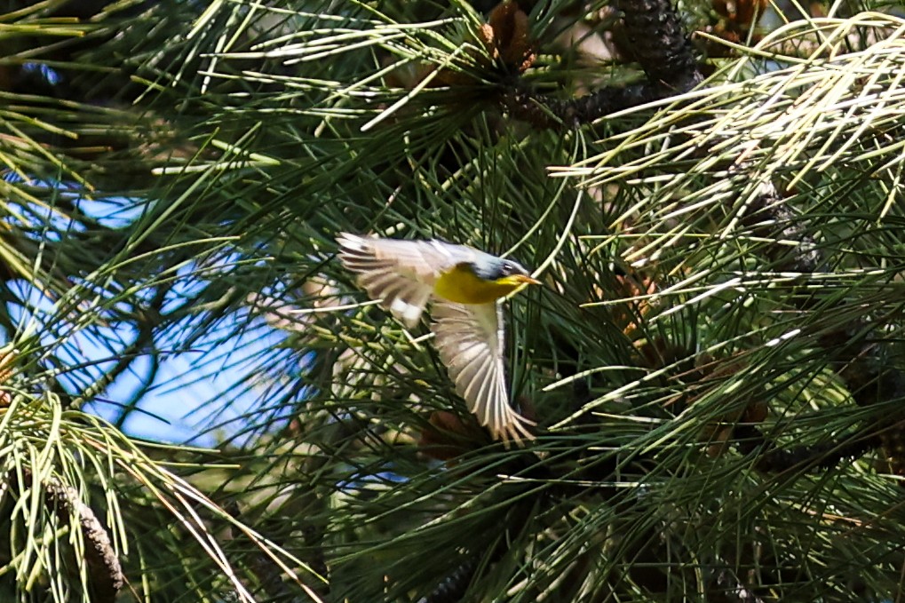 Tropical Parula - ML635688212