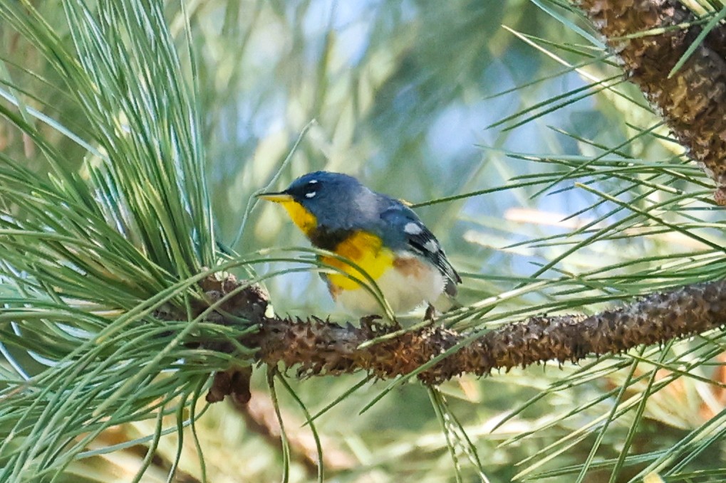 Northern Parula - ML635688227