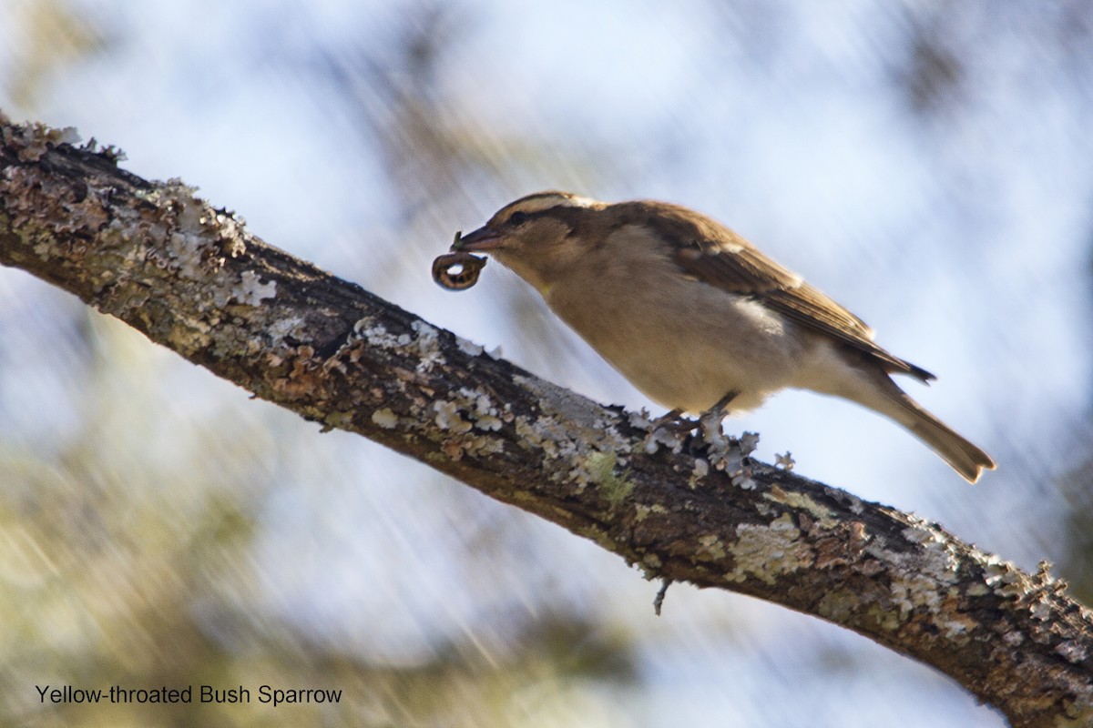 Yellow-throated Bush Sparrow - ML635688255