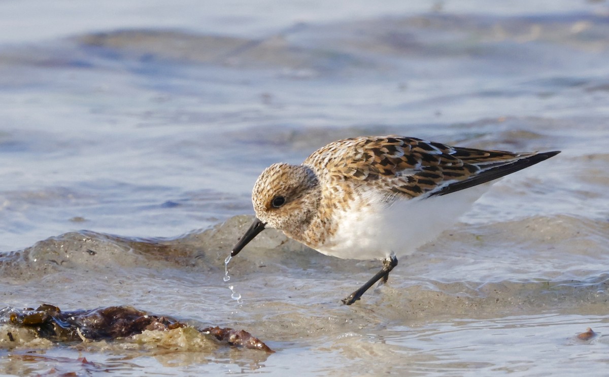 Sanderling - ML635688293