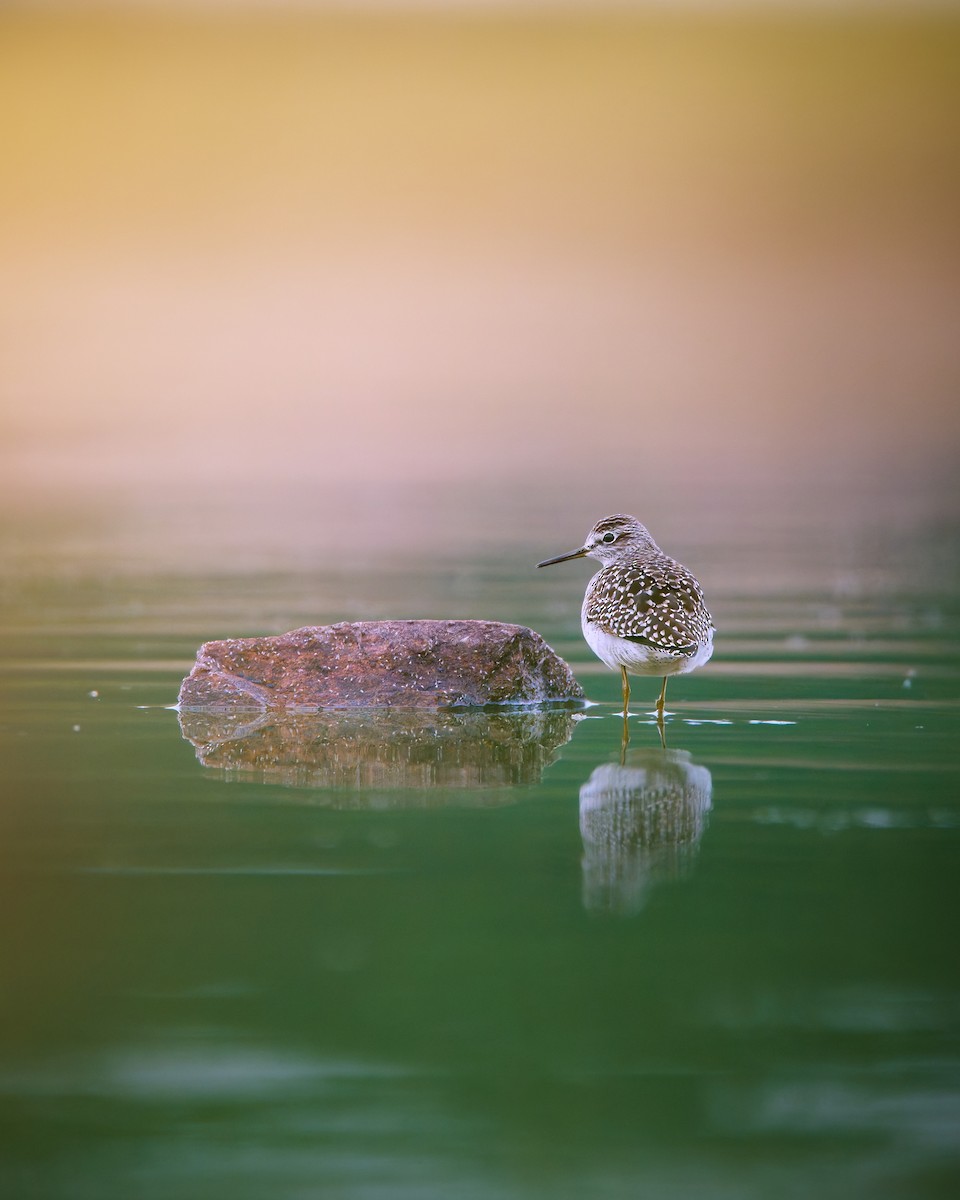 Wood Sandpiper - ML635688299