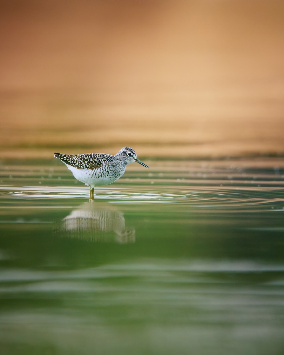 Wood Sandpiper - ML635688300