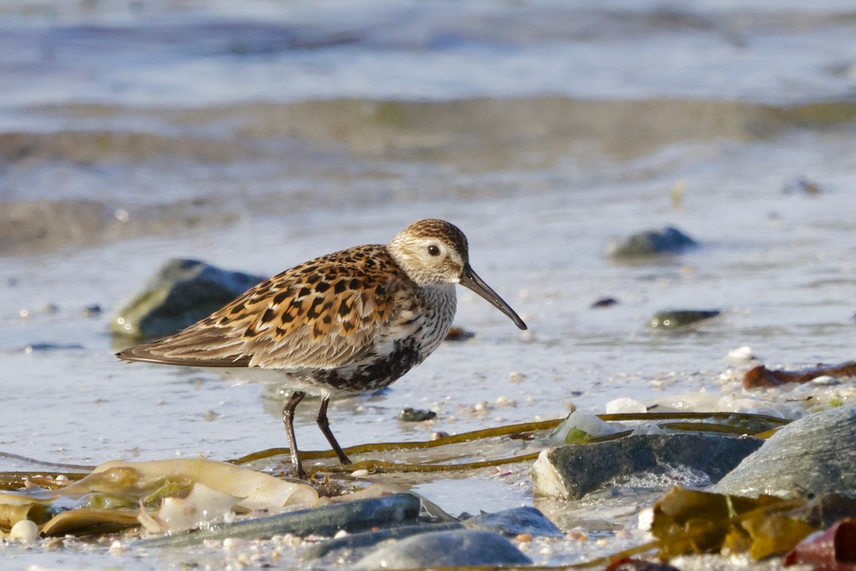 Dunlin - ML635688304