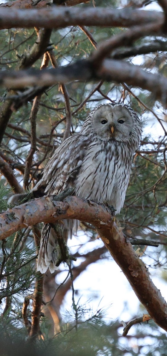 puštík bělavý - ML635688317