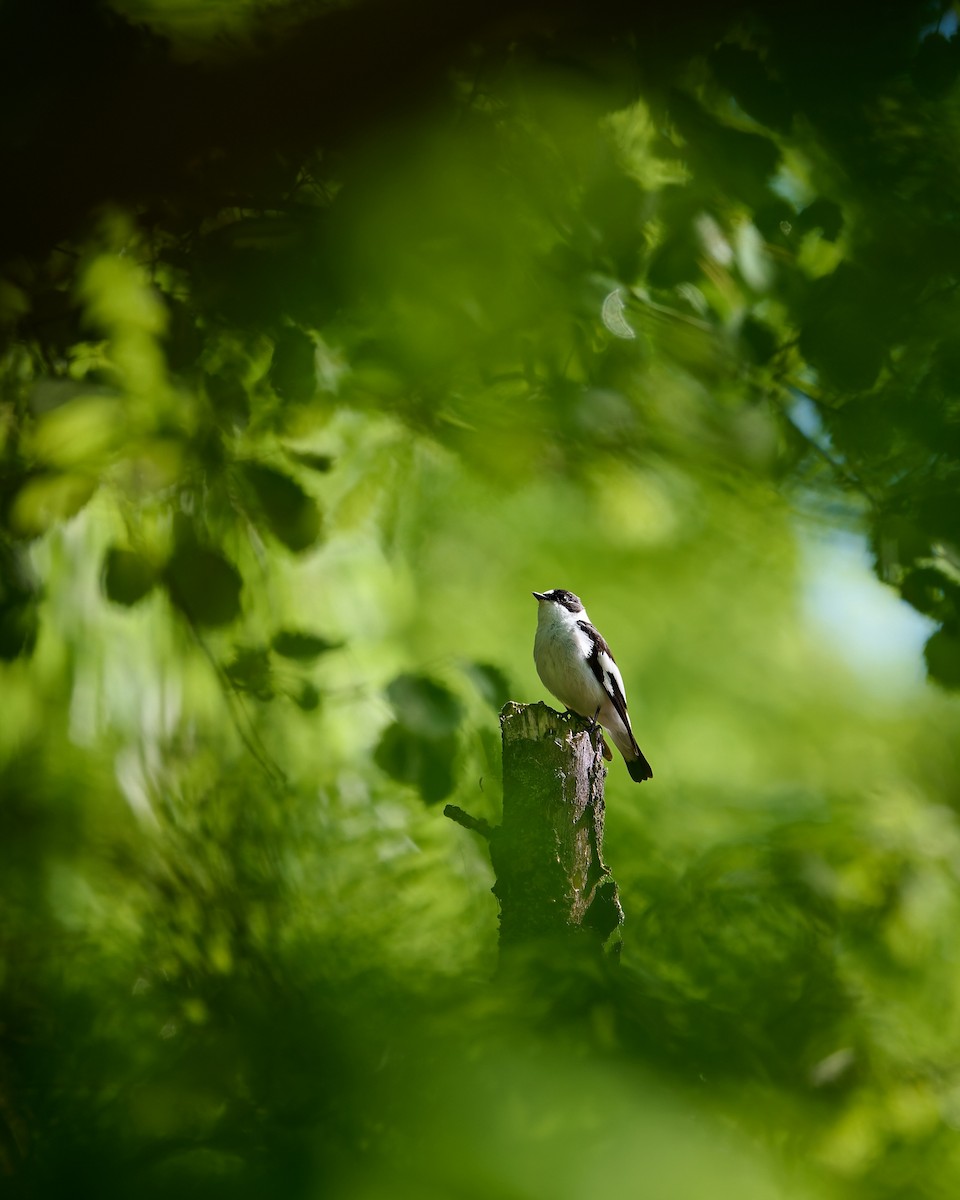 Collared Flycatcher - ML635688330
