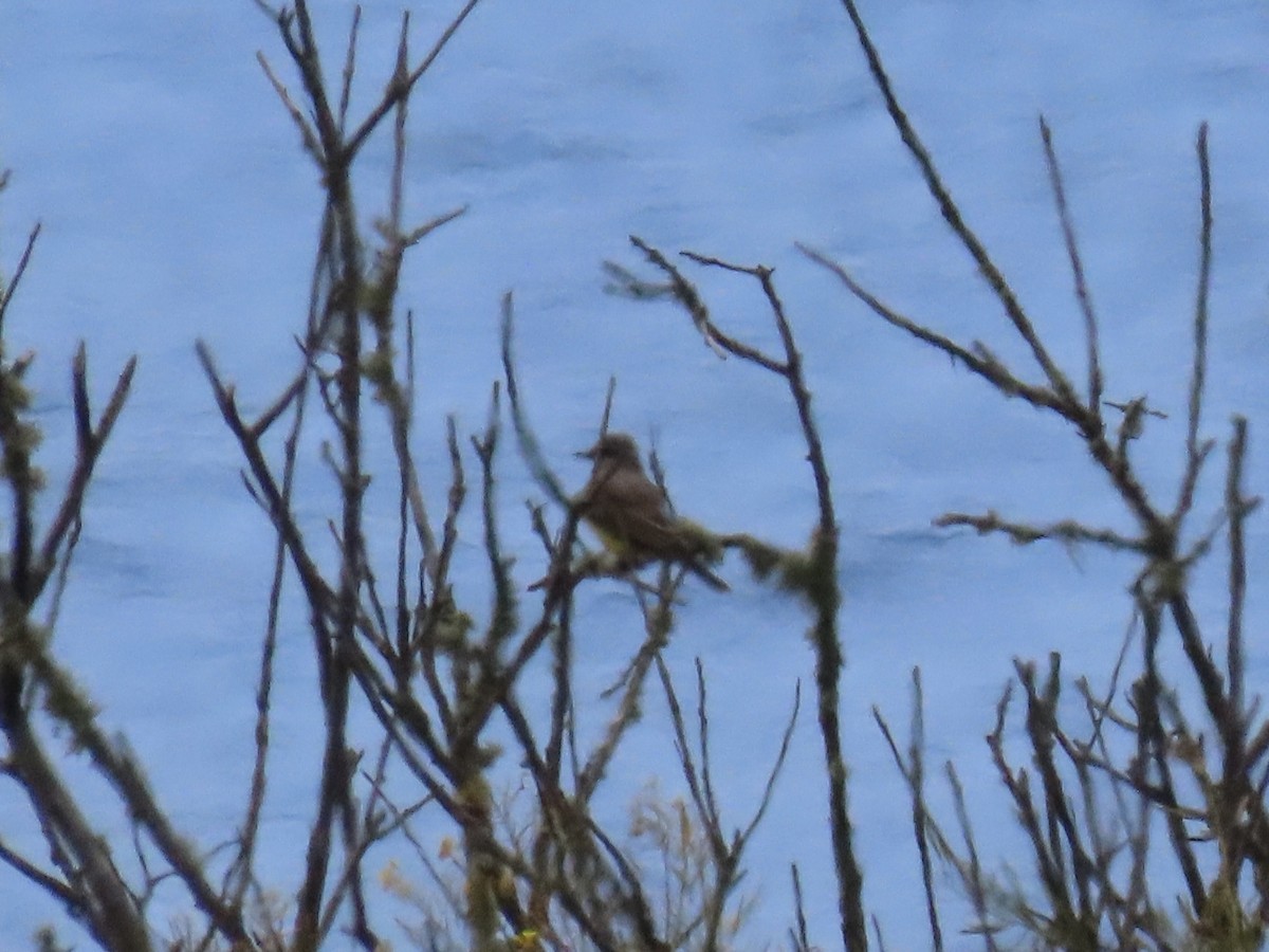 Western Kingbird - ML635688336