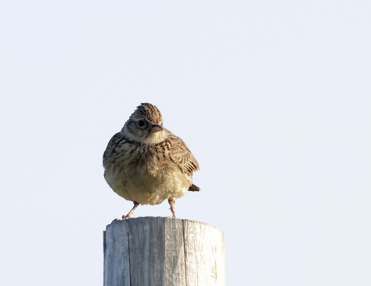 Eurasian Skylark - ML635688347