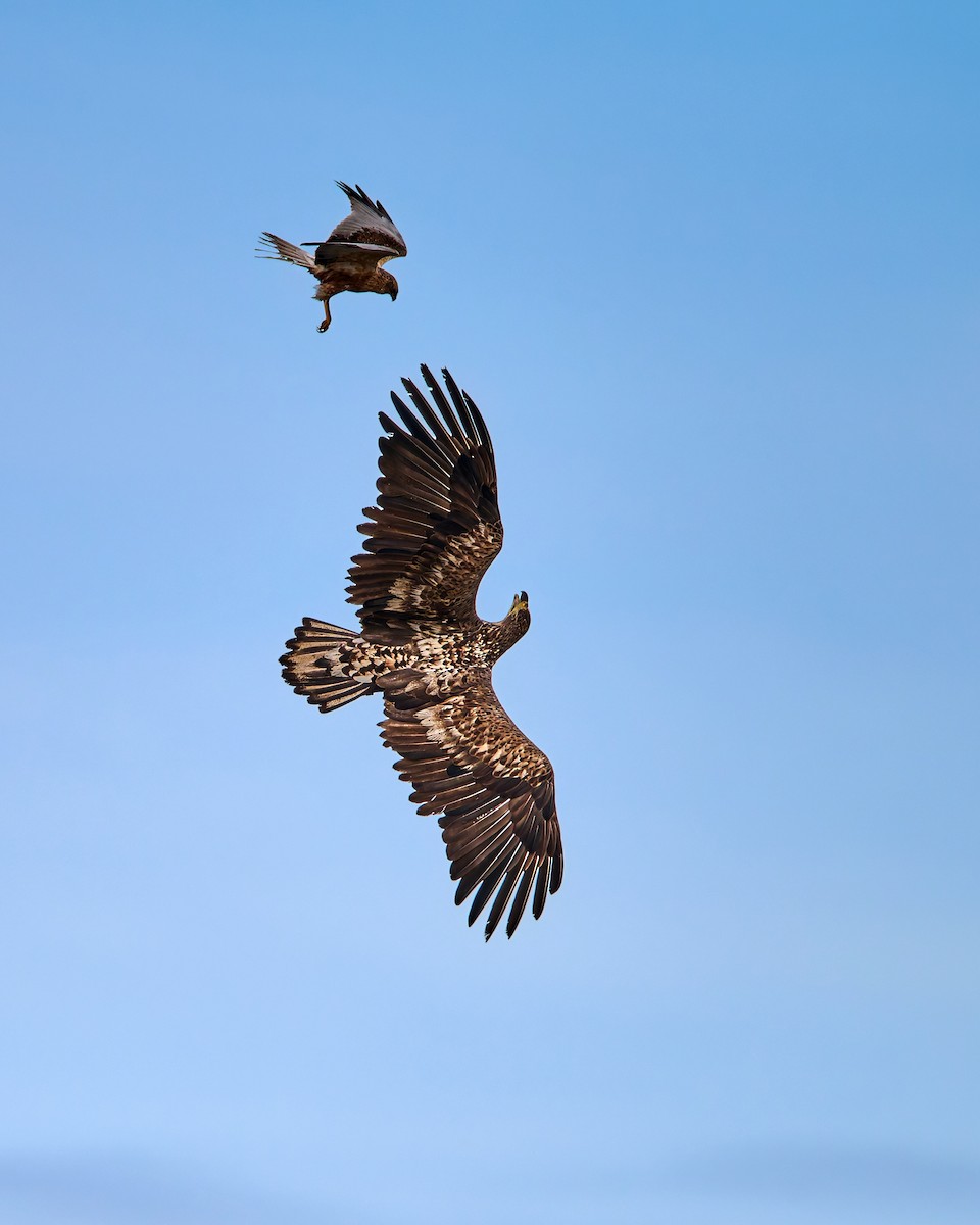 White-tailed Eagle - ML635688348