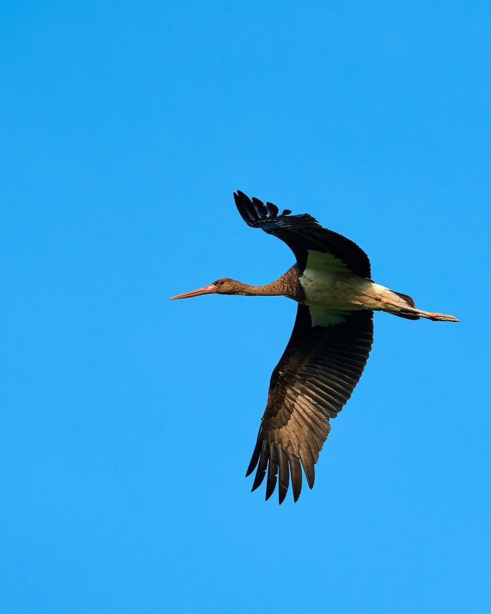 Black Stork - ML635688354