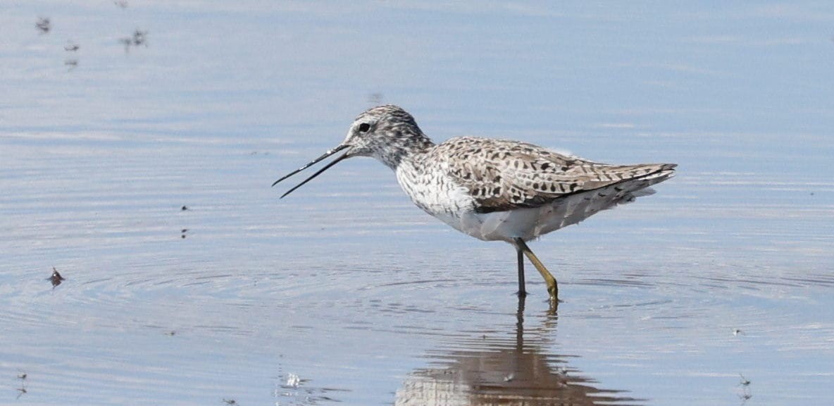 vodouš štíhlý - ML635688367