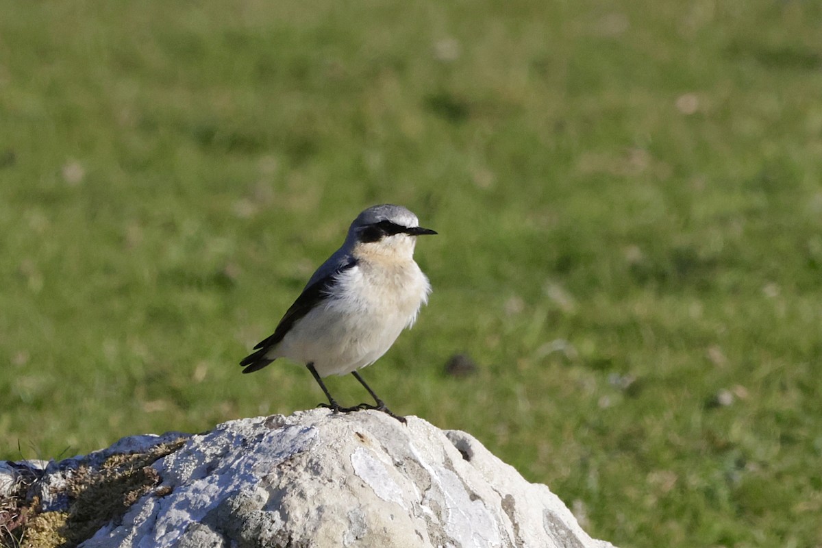 Northern Wheatear - ML635688382