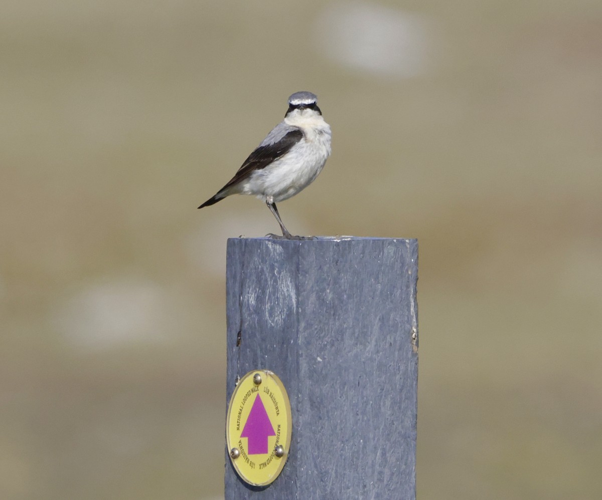 Northern Wheatear - ML635688383