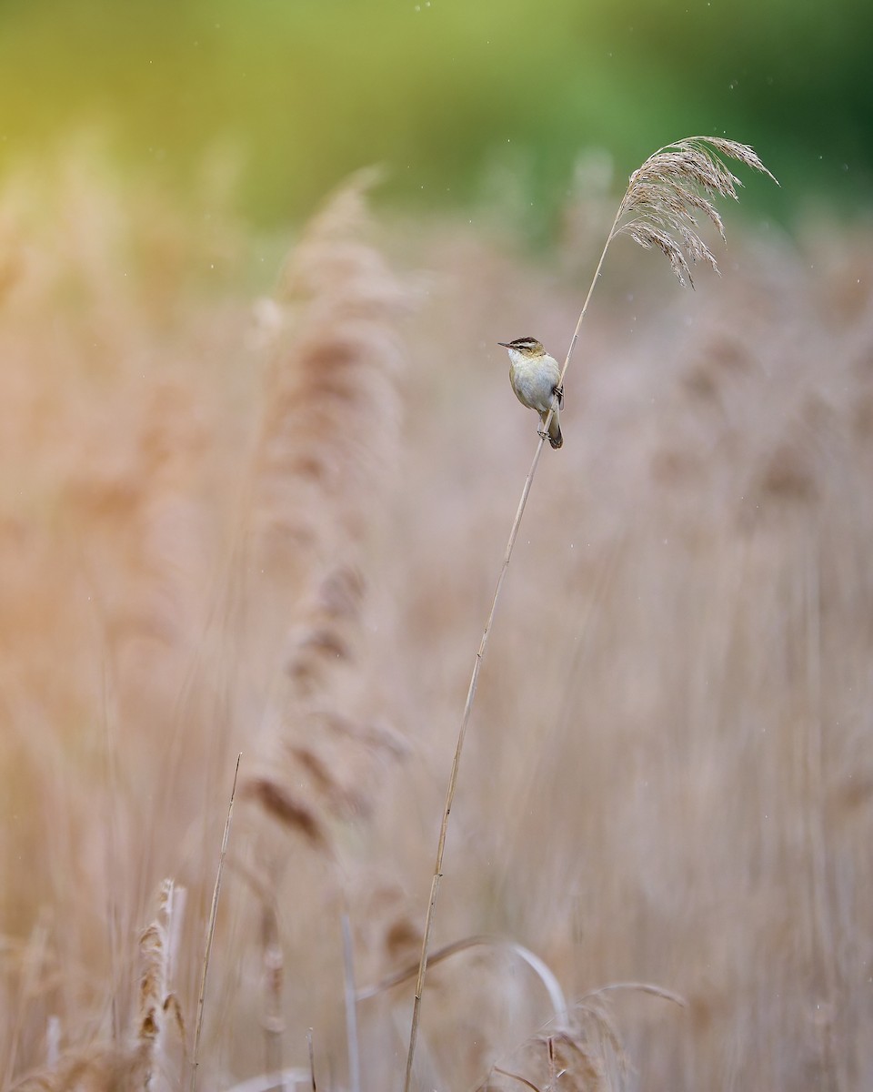 Sedge Warbler - ML635688467