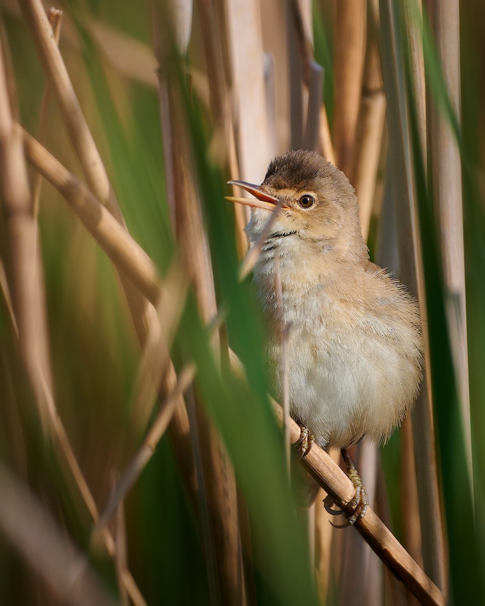 Great Reed Warbler - ML635688473