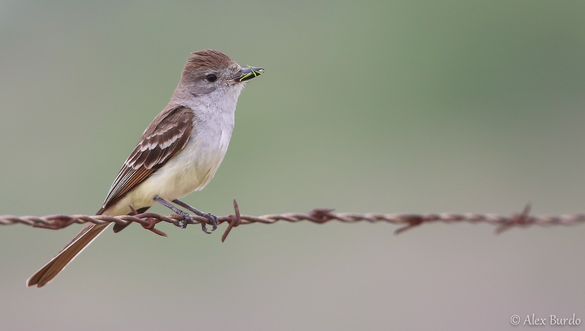 Ash-throated Flycatcher - Alex Burdo