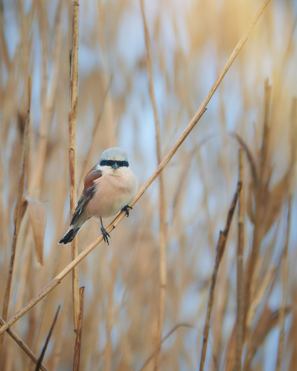 Red-backed Shrike - ML635688530