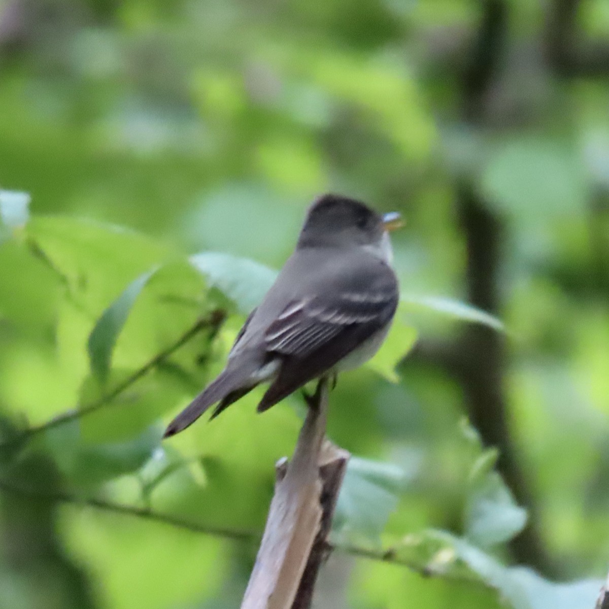 Eastern Wood-Pewee - ML635688580