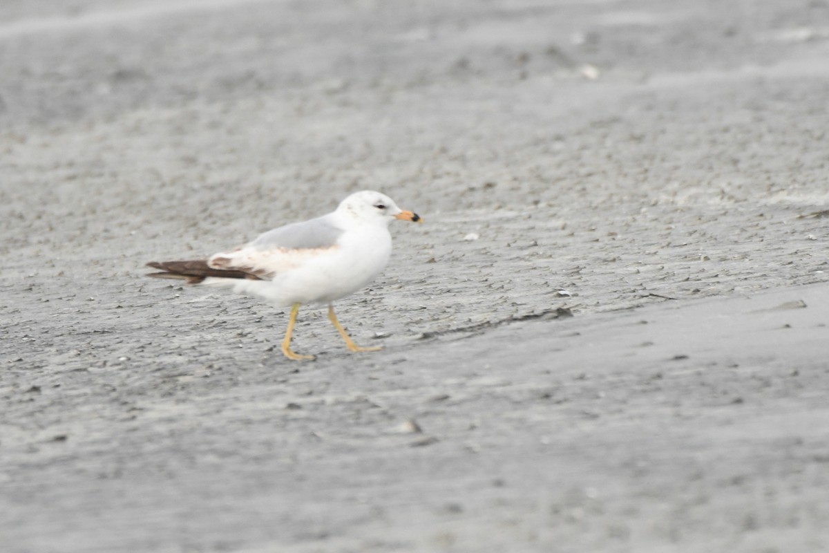 Ring-billed Gull - ML635688589