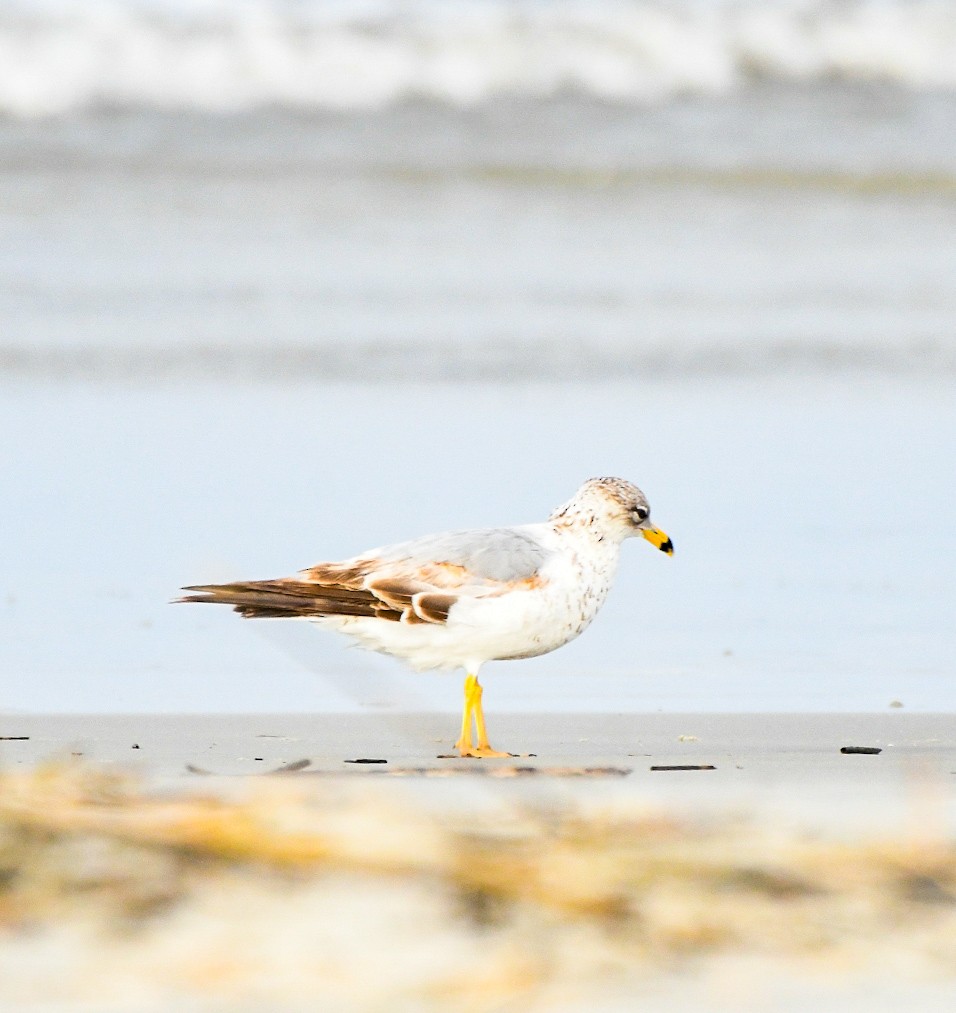 Ring-billed Gull - ML635688590