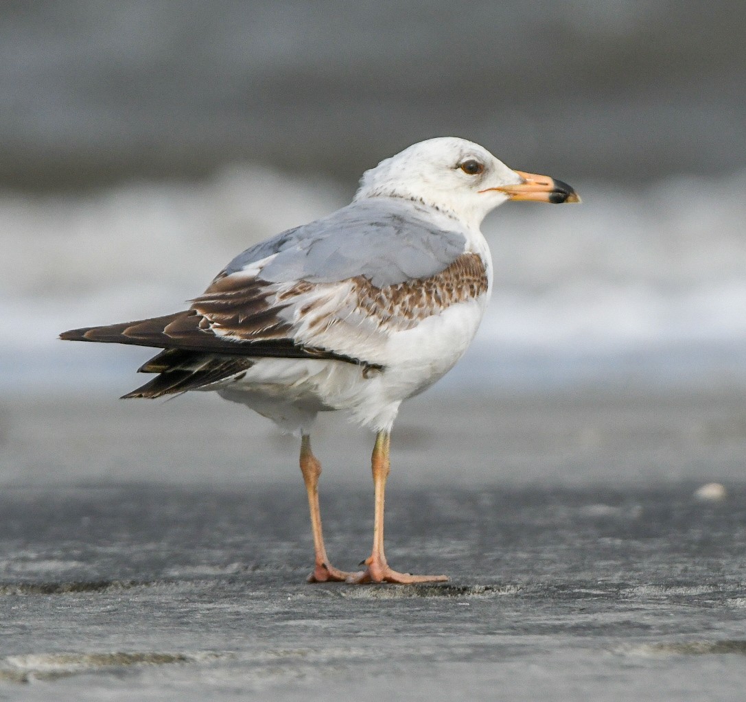 Ring-billed Gull - ML635688591