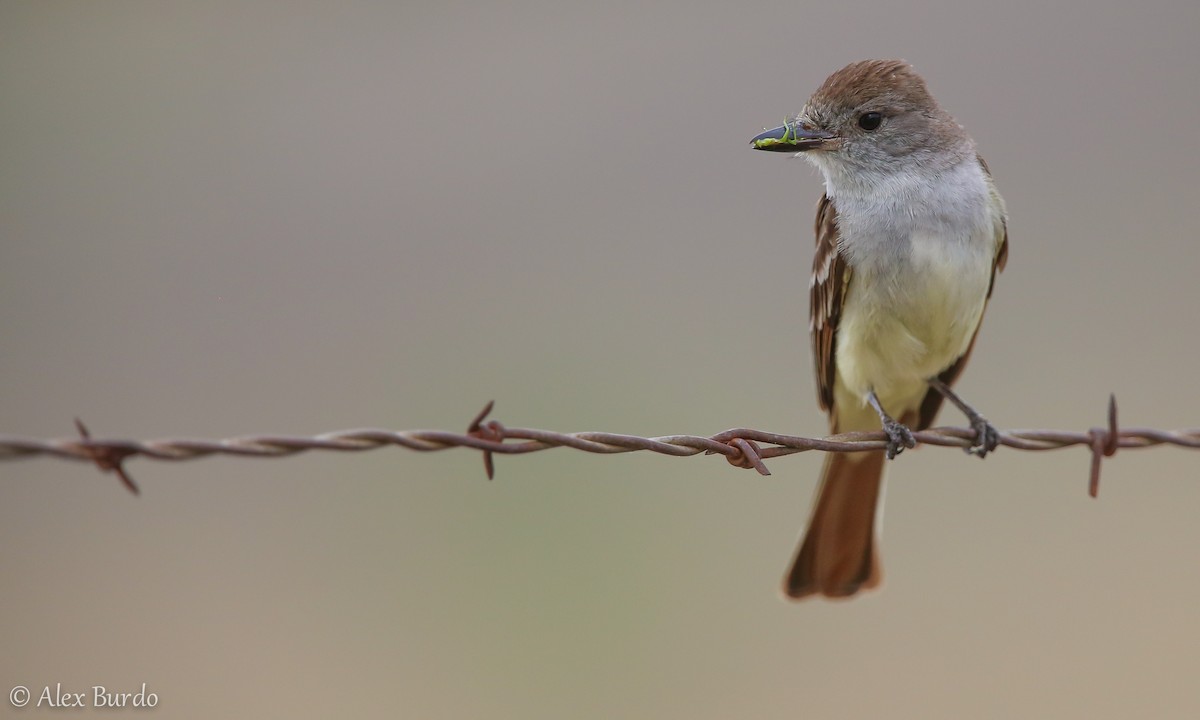 Ash-throated Flycatcher - ML63568861