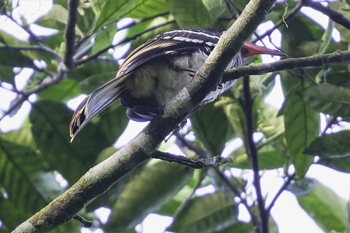 Red-billed Dwarf Hornbill - ML635688748