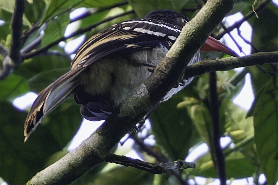 Red-billed Dwarf Hornbill - ML635688749
