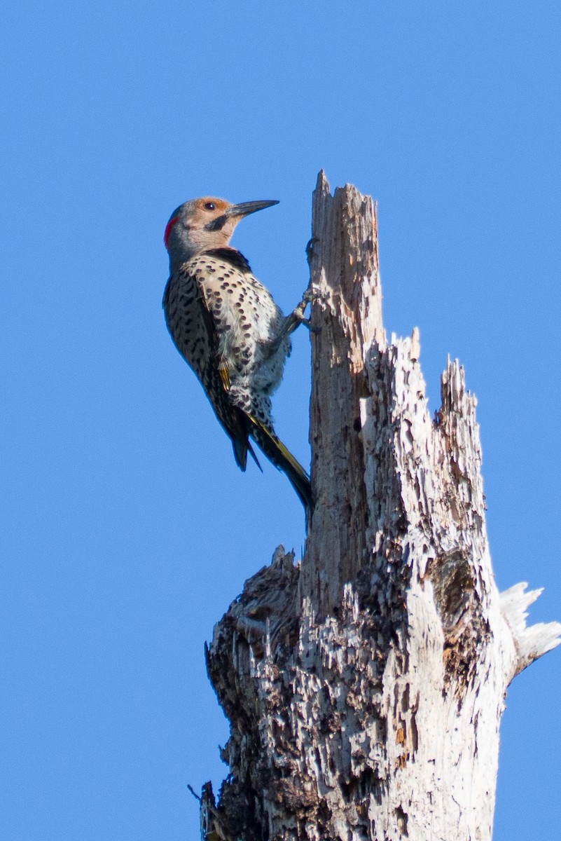 Northern Flicker - ML635688807