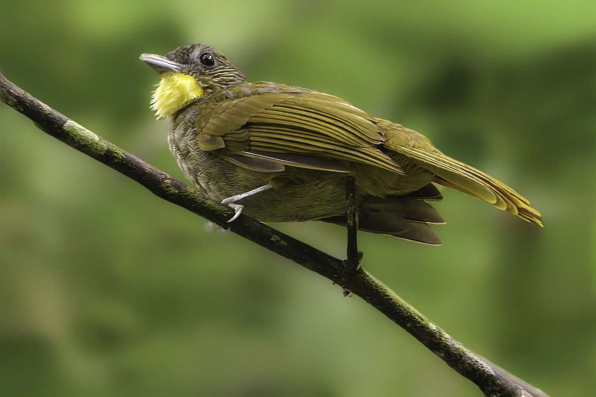 Western Bearded-Greenbul - ML635688813