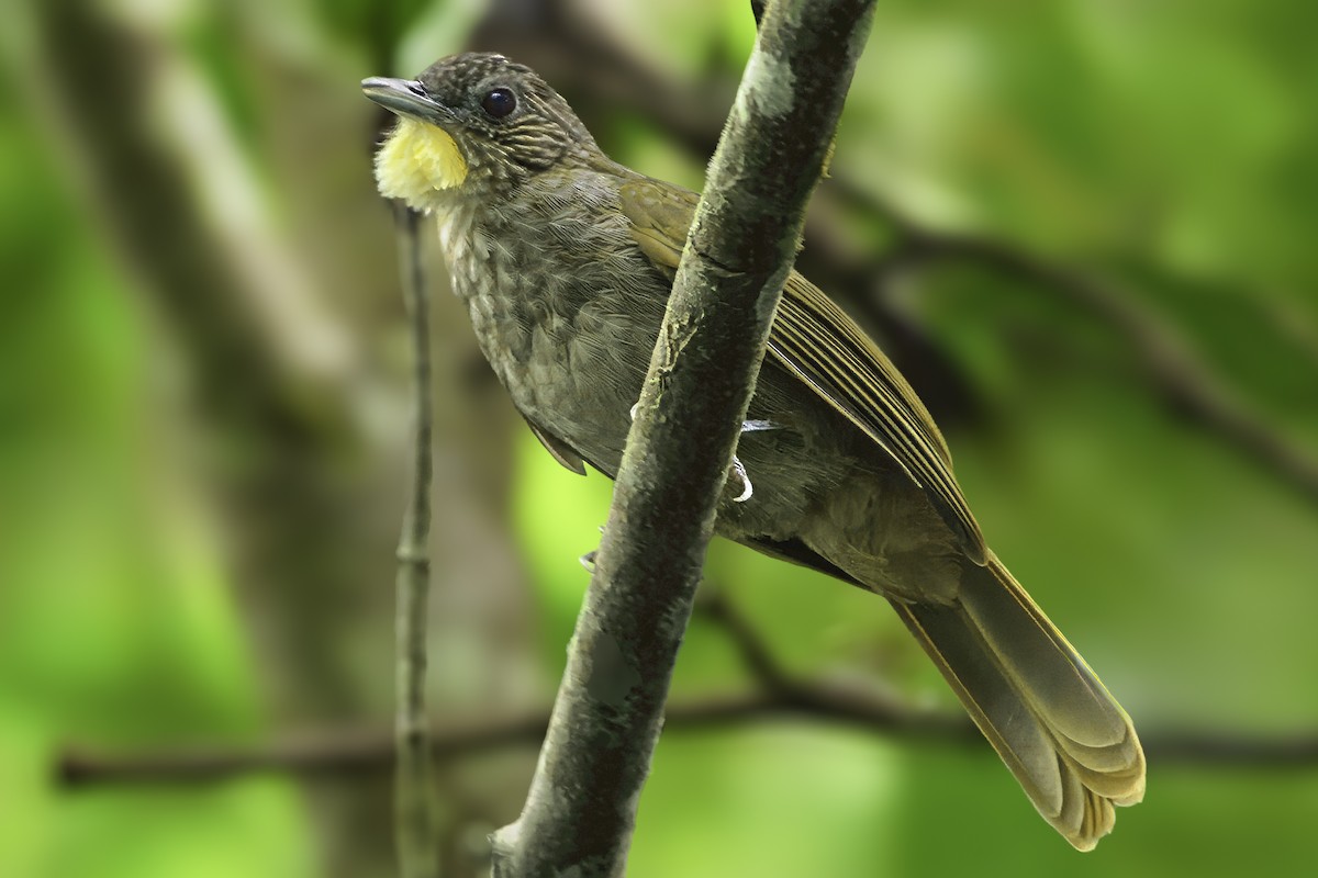 Western Bearded-Greenbul - ML635688814