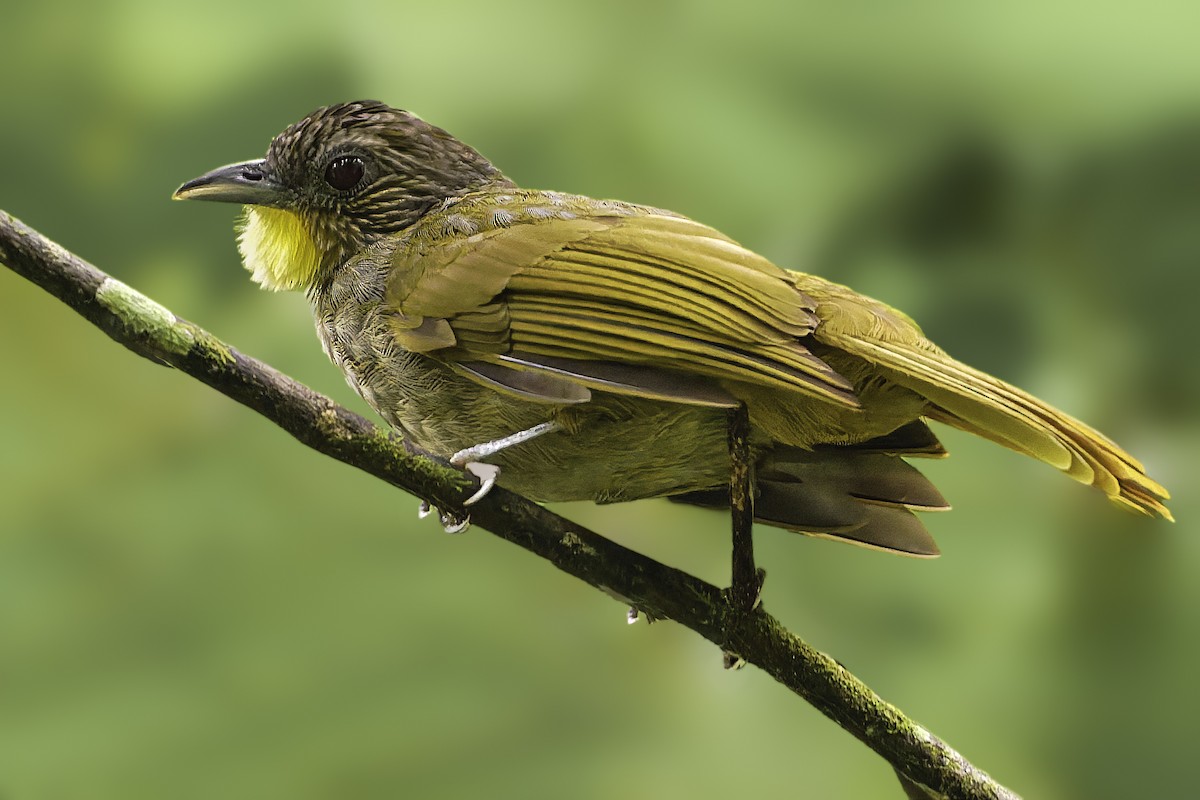 Western Bearded-Greenbul - ML635688815