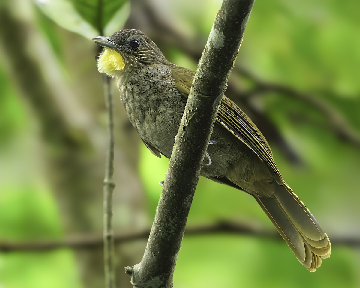 Western Bearded-Greenbul - ML635688816