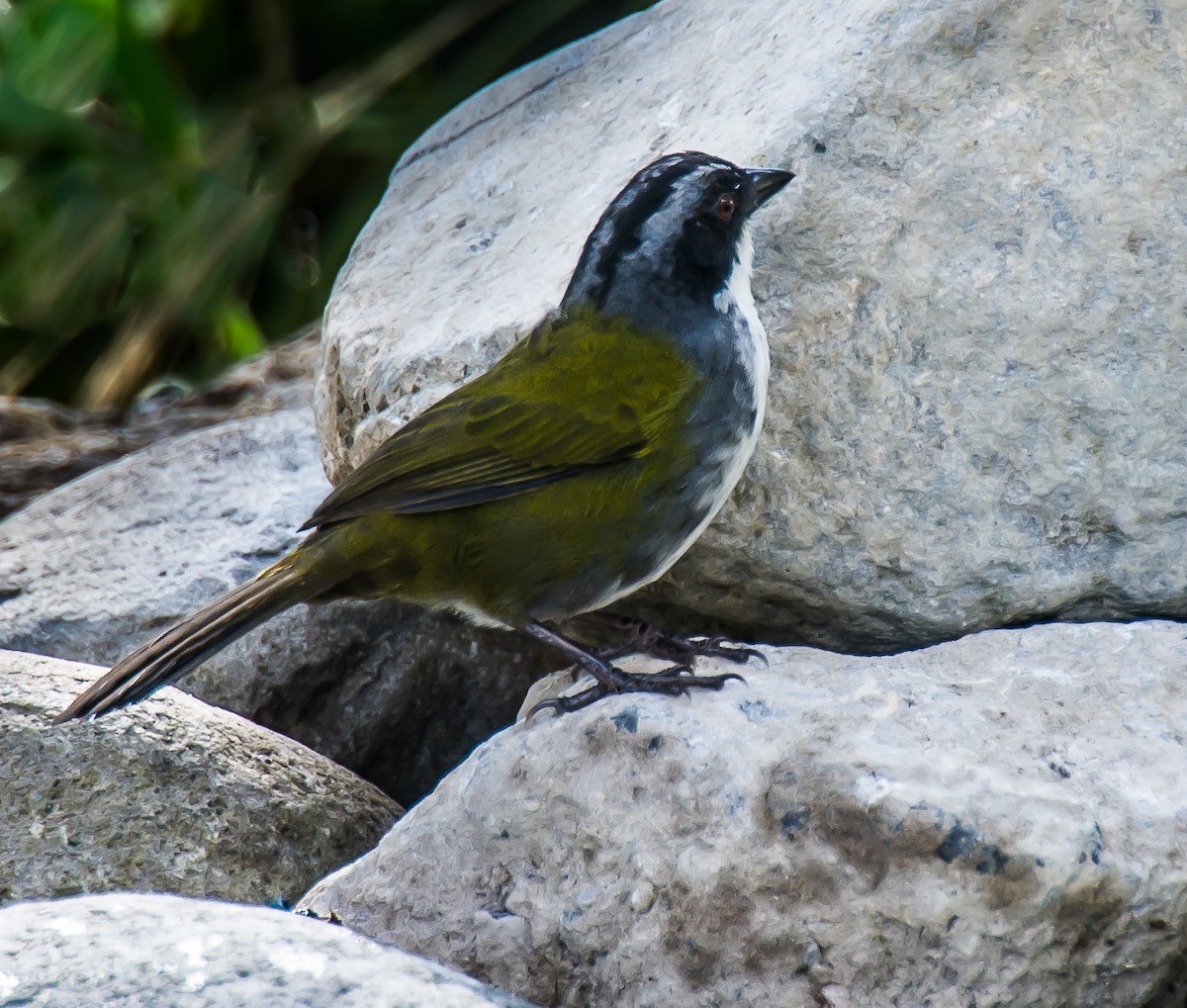 Costa Rican Brushfinch - ML635688818