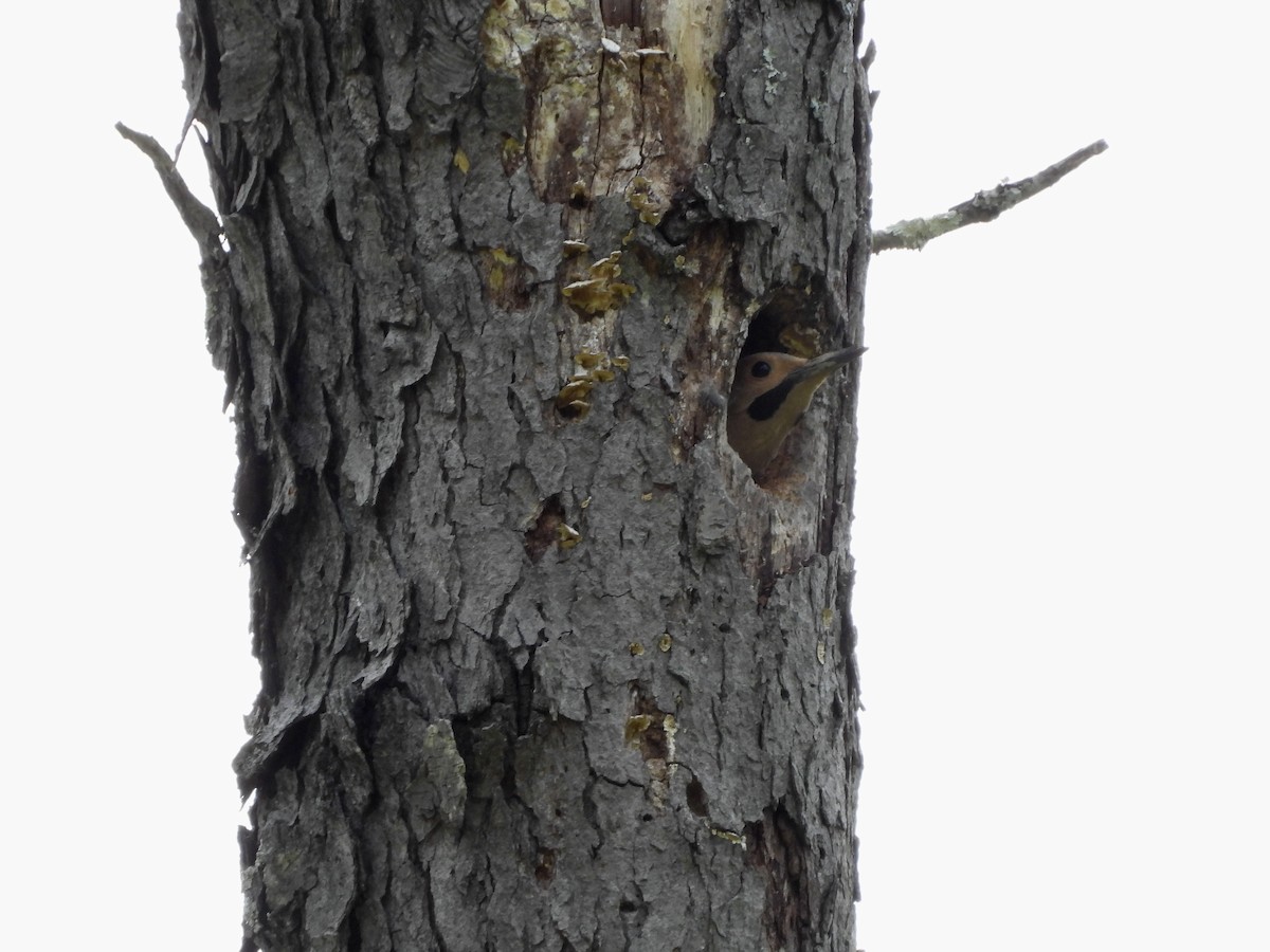 Northern Flicker - ML635689120
