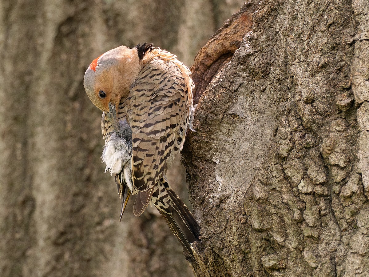 Northern Flicker - ML635689155