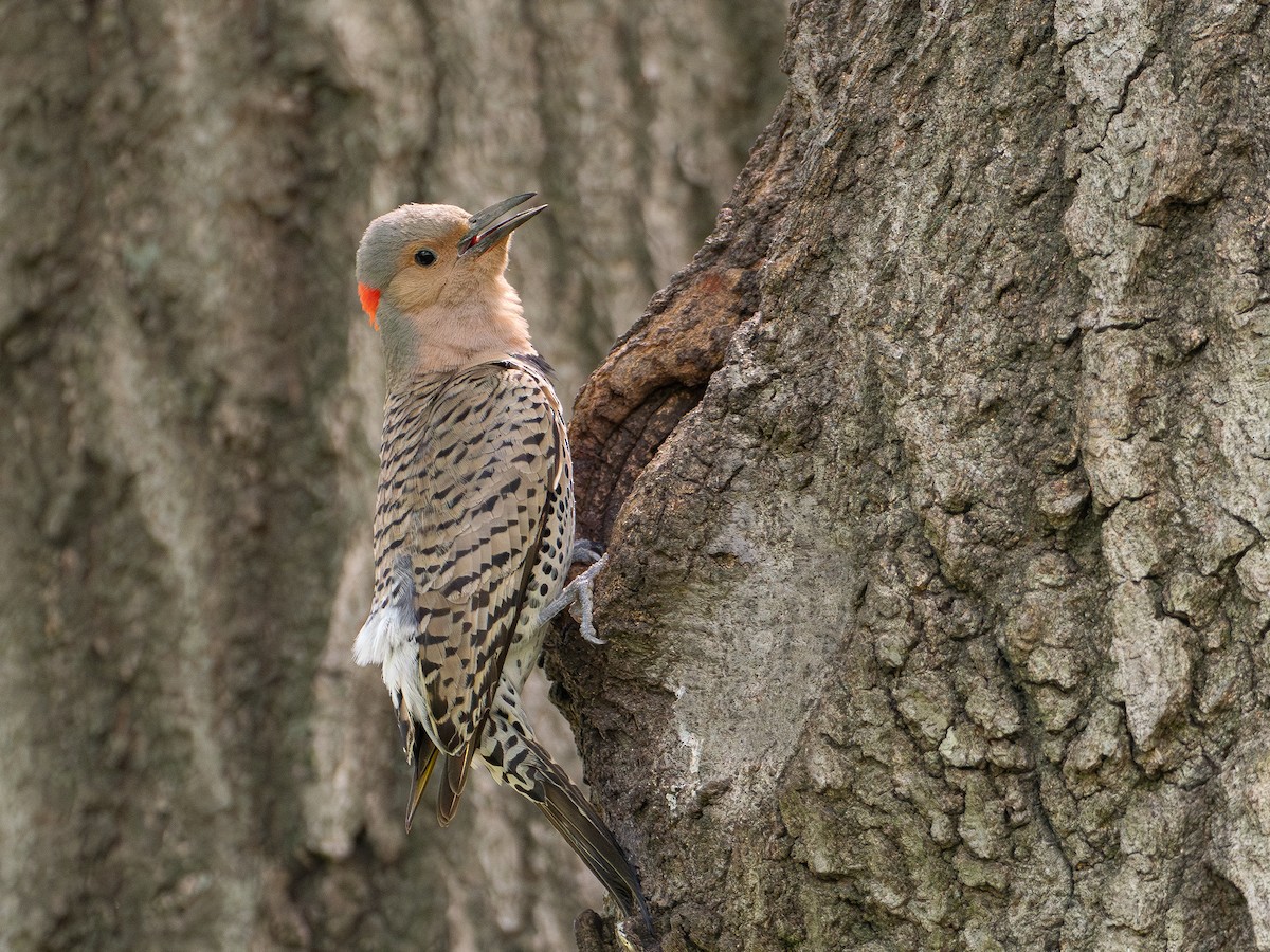 Northern Flicker - ML635689156