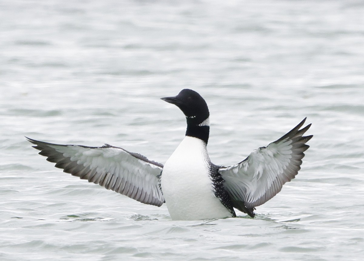 Common Loon - ML635689362
