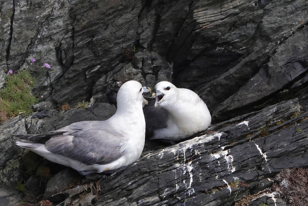 Northern Fulmar - ML635689389